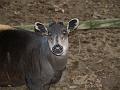 Duiker with bad non-red redeye-1